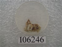 藏品(暴龍牙齒切片)的圖片